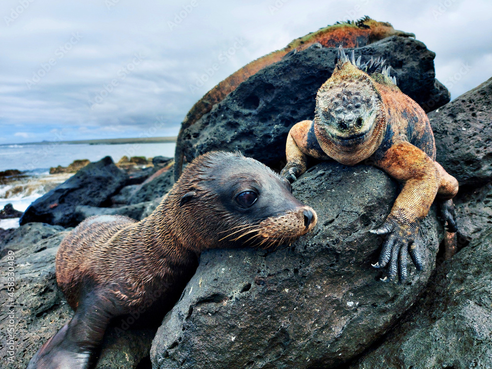 Discovering Paradise The Best Galápagos Cruises for Every Traveler In