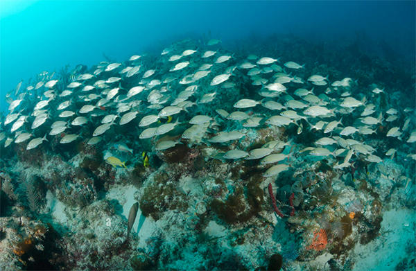 heck yeah outdoors - best snorkeling florida keys