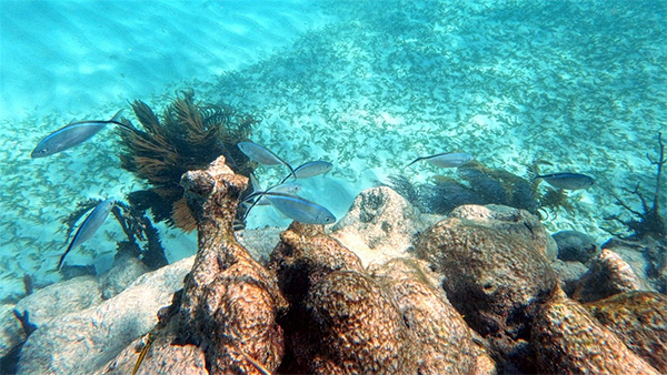 heck yeah outdoors - best snorkeling florida keys