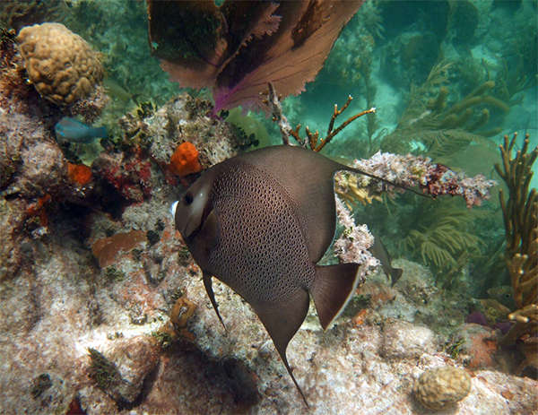 heck yeah outdoors - best snorkeling florida keys