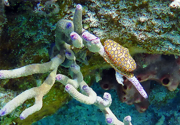 heck yeah outdoors - scuba diving st. thomas