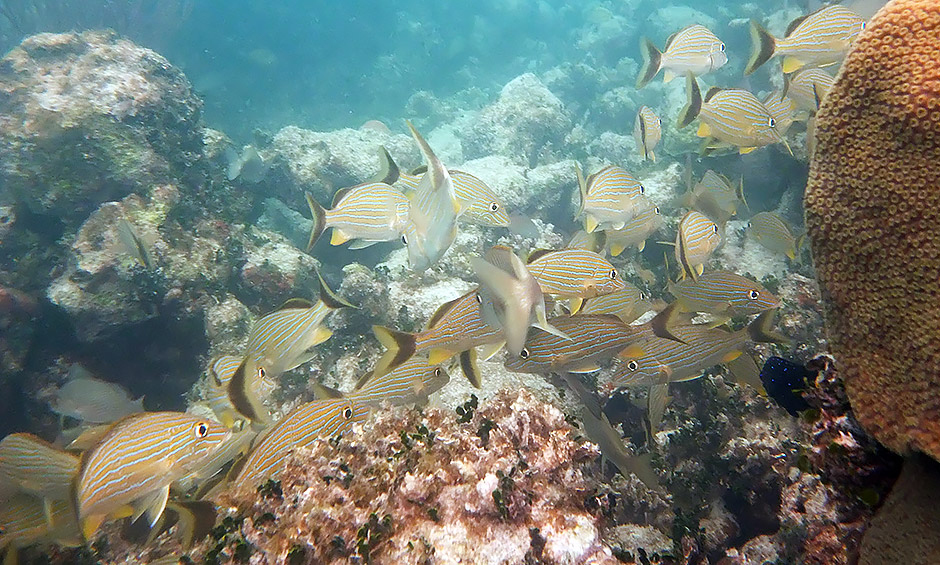 heck yeah outdoors - best snorkeling florida keys