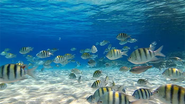 heck yeah outdoors - scuba diving st. thomas