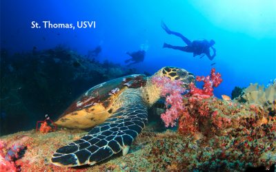 Scuba Diving St. Thomas: Your Ultimate Guide to Underwater Exploration