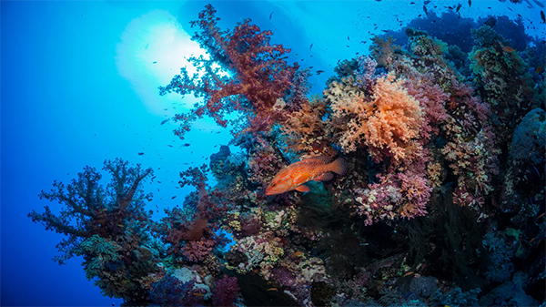 heck yeah outdoors - scuba diving st. thomas