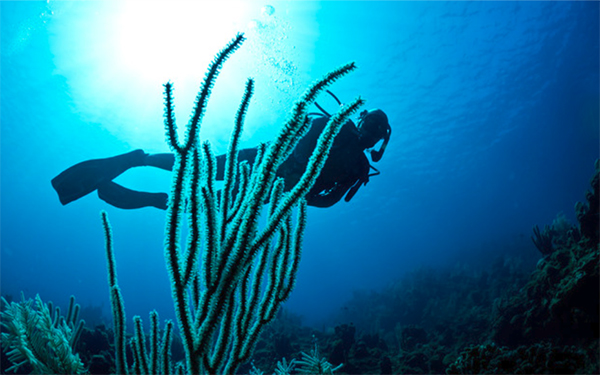 heck yeah outdoors - roatan scuba diving