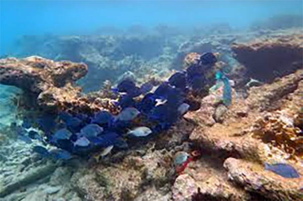 heck yeah outdoors - bonaire snorkeling