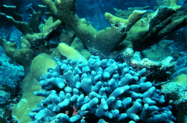 heck yeah outdoors - best snorkeling florida keys