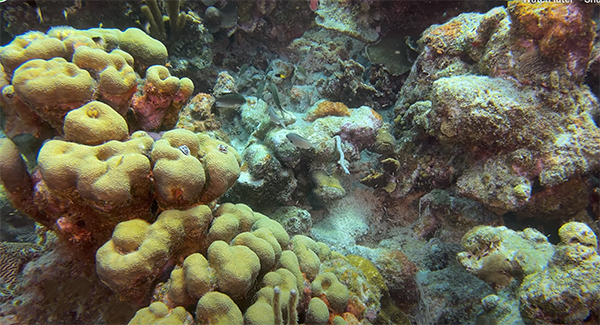 heck yeah outdoors - bonaire snorkeling