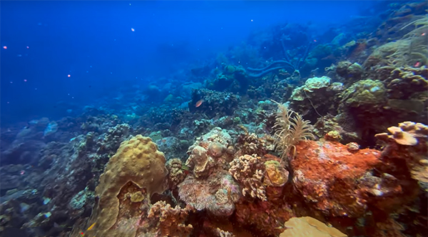 heck yeah outdoors - bonaire snorkeling