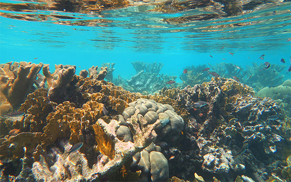 heck yeah outdoors - bonaire snorkeling